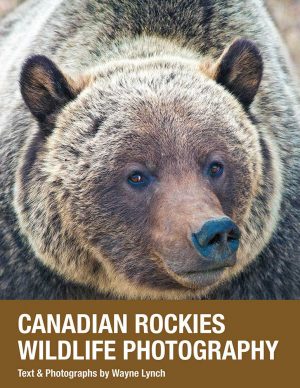 Canadian Rockies Wildlife Photography